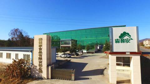 根是地下的枝，枝是地上的根：记河南西峡森林家董事长宋红昌